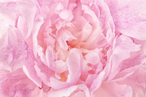 Vacker pion blomma, närbild — Stockfoto
