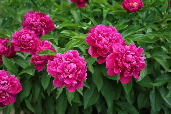 Hermosas flores de peonía —  Fotos de Stock