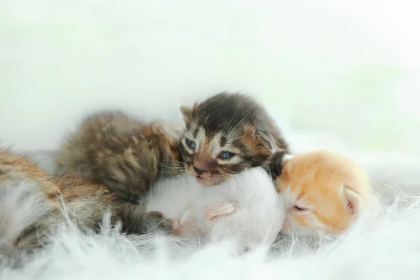 Gatinhos bonitos — Fotografia de Stock