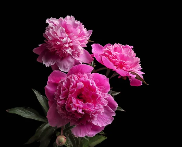 Schöne Pfingstrosenblüten auf dunklem Hintergrund — Stockfoto