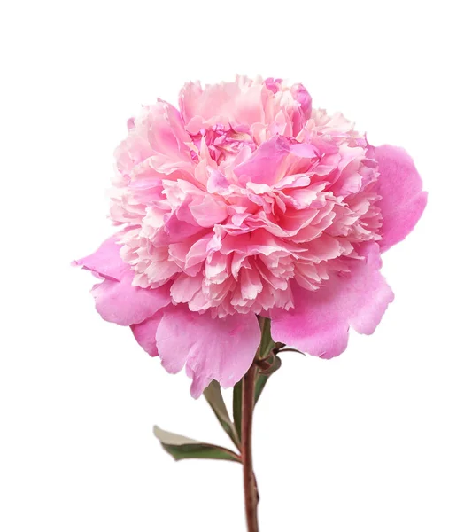 Bel fiore di peonia su sfondo chiaro — Foto Stock