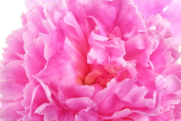 Mooie pioenroos bloem, close-up — Stockfoto