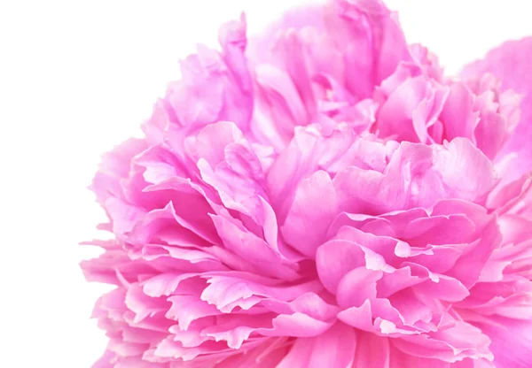 Beautiful peony flower on white background, closeup — Stock Photo, Image