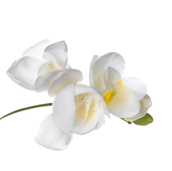 Gyönyörű frézia virág — Stock Fotó