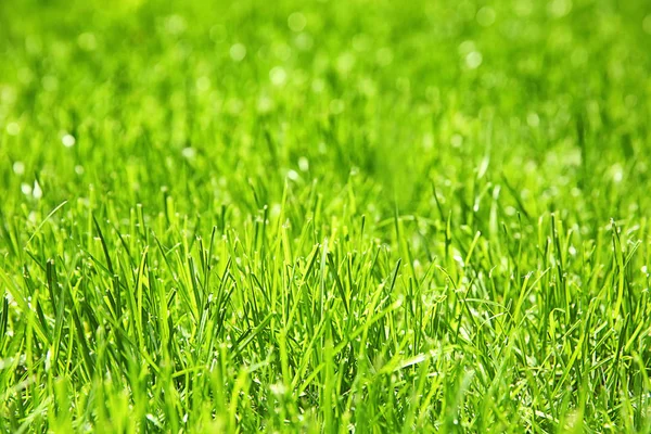 Vers groen gras — Stockfoto