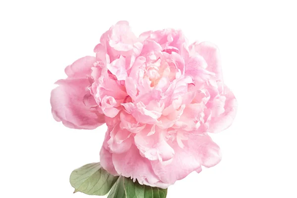 Mooie pioenroos bloem op lichte achtergrond, close-up — Stockfoto