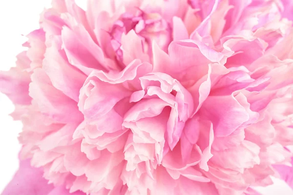 Schöne Pfingstrose Blume, Nahaufnahme — Stockfoto