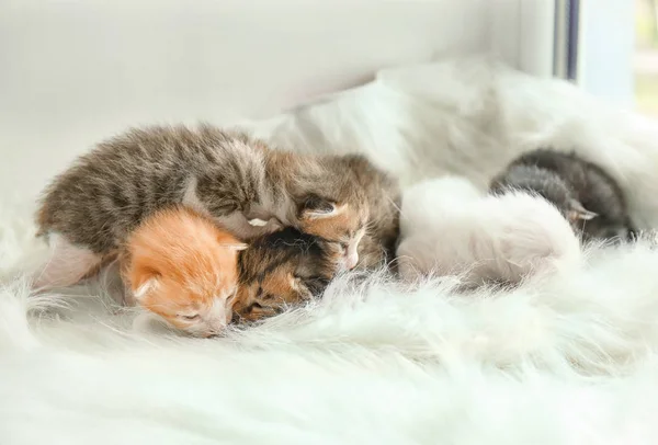 귀여운 작은 새끼 고양이 — 스톡 사진