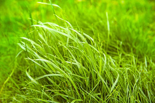 Зелена свіжа весняна трава, крупним планом — стокове фото