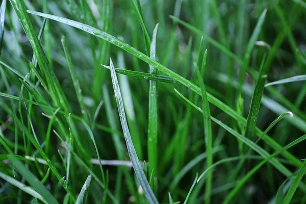 Verde erba fresca di primavera, primo piano — Foto Stock