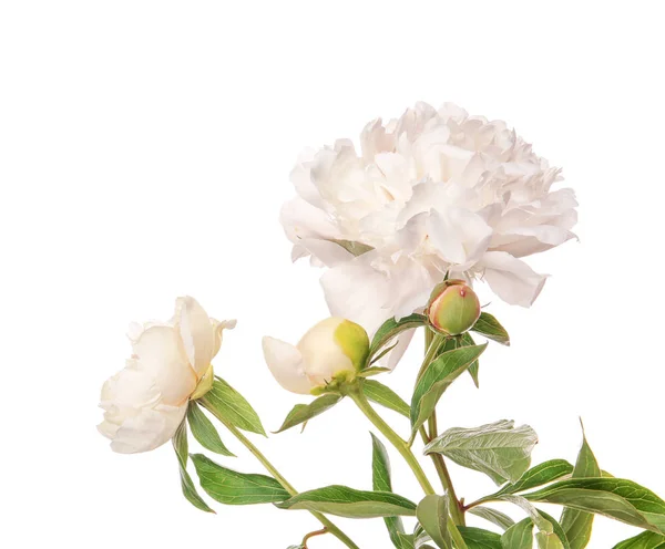 Lindas flores de peônia no fundo branco — Fotografia de Stock