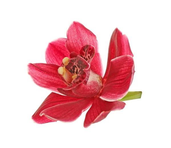 Vacker tropisk blomma — Stockfoto
