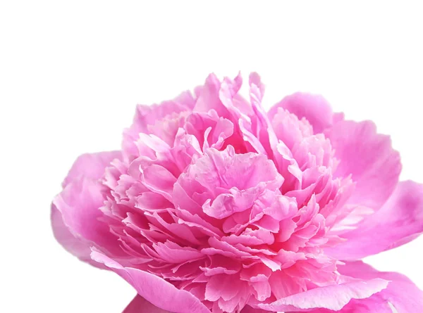 Beautiful peony flower on light background, closeup — Stock Photo, Image