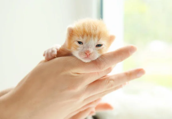Propriétaire tenant chaton — Photo