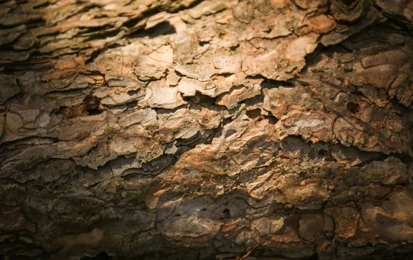 Baumrindenstruktur — Stockfoto