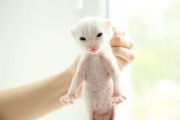 Owner holding kitten — Stock Photo, Image