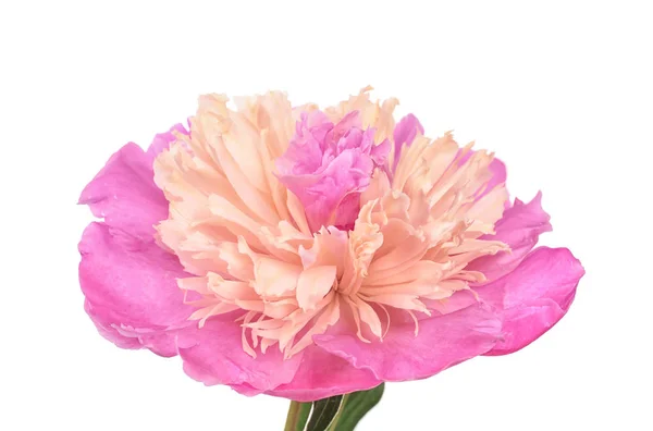 Beyaz arka planda, closeup güzel Şakayık çiçeği — Stok fotoğraf