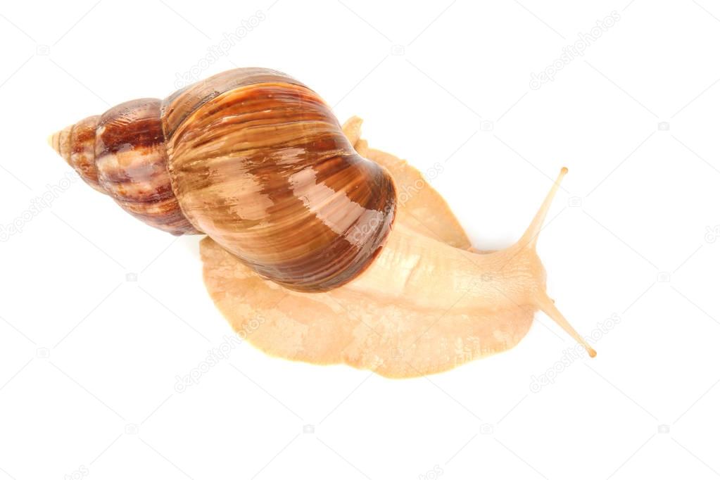 Giant Achatina snail