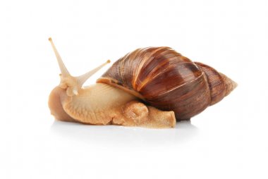 Dev Achatina salyangoz 