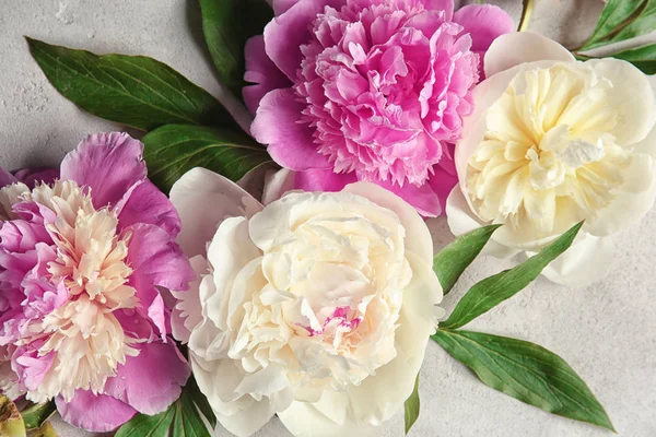 Bellissimi fiori di peonia colorati, primo piano — Foto Stock