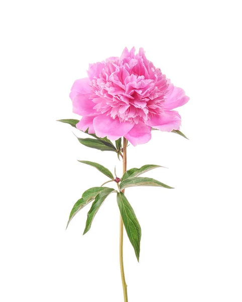 Beautiful peony flower on white background — Stock Photo, Image