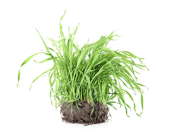 Vers groen gras — Stockfoto