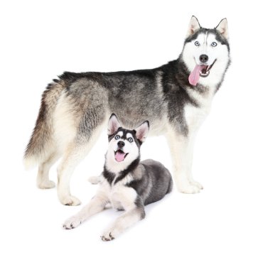 Köpek ve beyaz şirin köpek yavrusu  