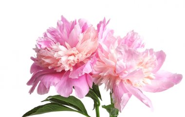 güzel Şakayık çiçekleri