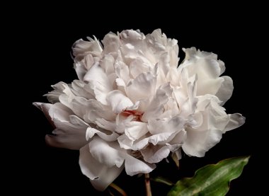 güzel Şakayık çiçeği 