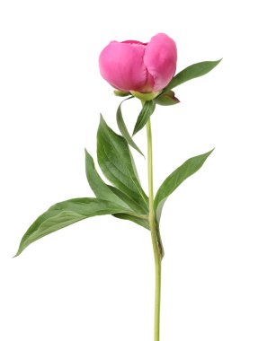 güzel Şakayık çiçeği 