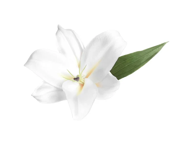 Kecses friss liliom virág, — Stock Fotó