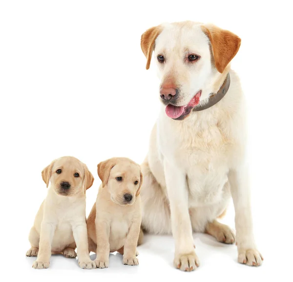 Dog and cute puppies on white — Stock Photo, Image