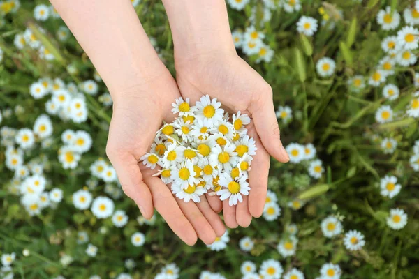 Eller güzel papatya çiçeği ile 