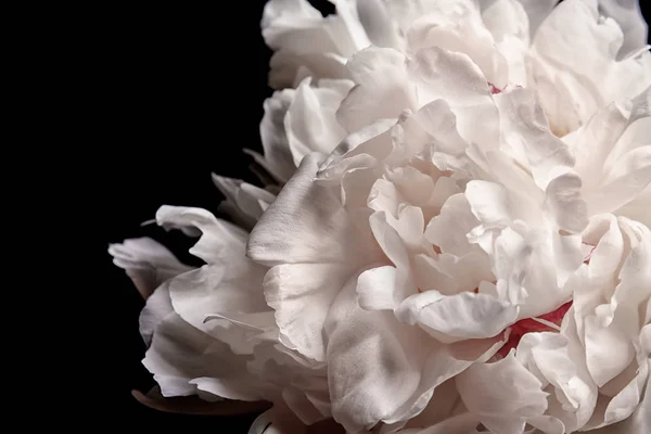 Beautiful peony flower — Stock Photo, Image