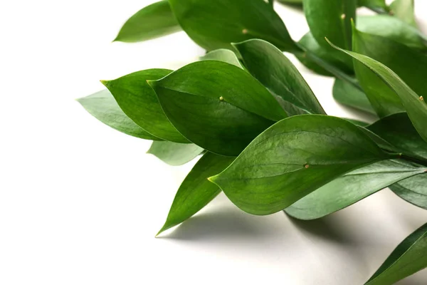 Graceful israeli ruscus, isolated 
