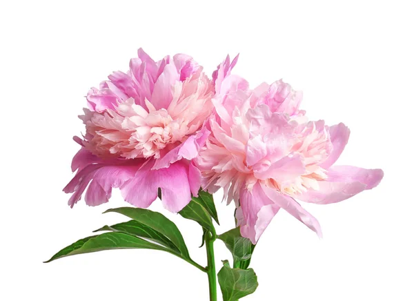 Bellissimi fiori di peonia — Foto Stock