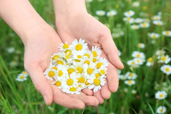 Eller güzel papatya çiçeği ile 
