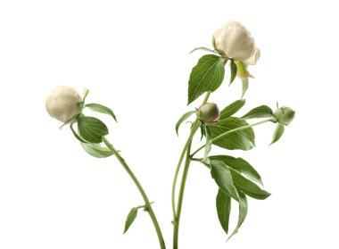 Güzel Şakayık çiçek tomurcukları 