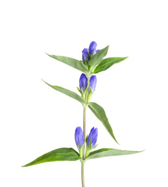 Yeşil yaprakları ile mavi yılan otu