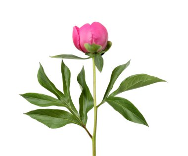 güzel Şakayık çiçeği