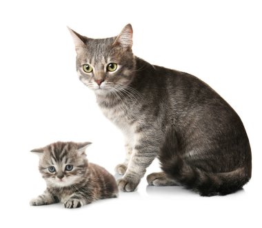 Kedi ve beyaz sevimli yavru kedi  