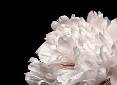 güzel Şakayık çiçeği 