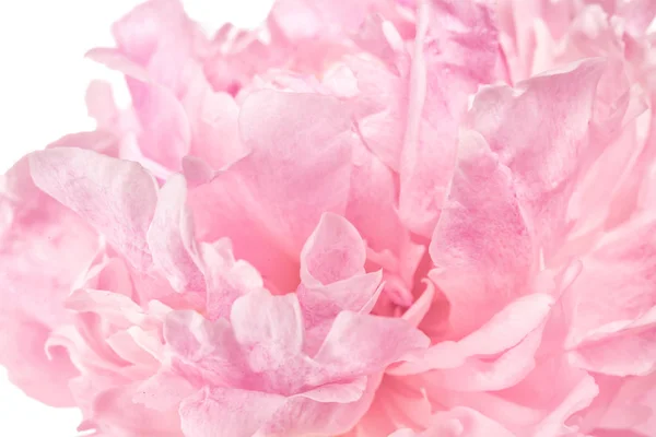 Bellissimo fiore di peonia — Foto Stock