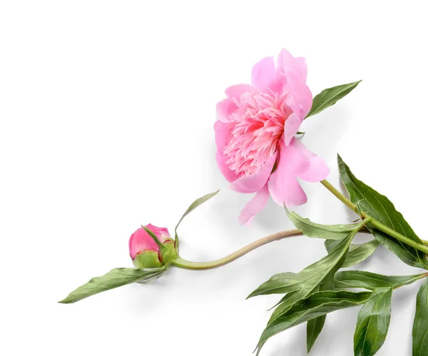 Σύνθεση του πανέμορφο peonies — Φωτογραφία Αρχείου