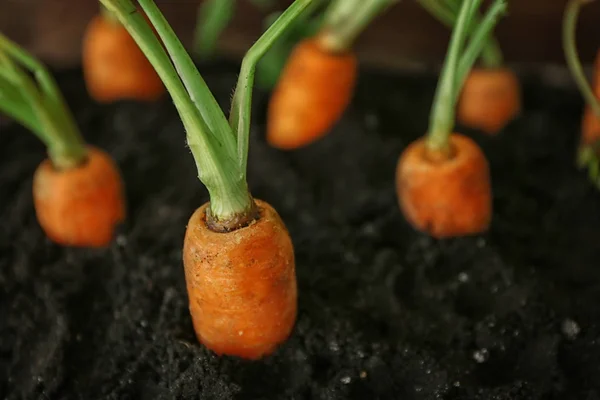 Świeża marchewka ekologiczne uprawy — Zdjęcie stockowe