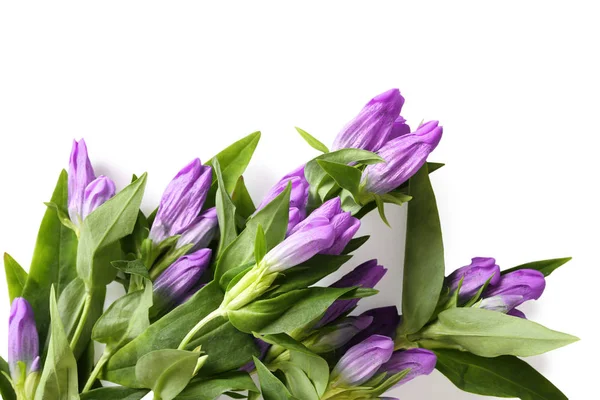 Violet gentian with green leaves — Stock Photo, Image