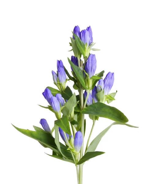 Blue gentian with green leaves — Stock Photo, Image
