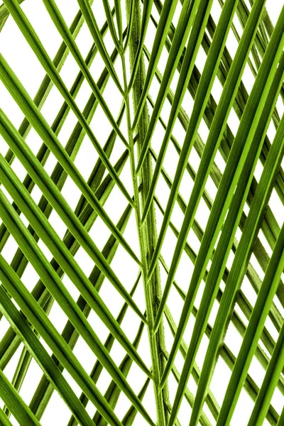 Belle foglie di palma tropicale su bianco — Foto Stock