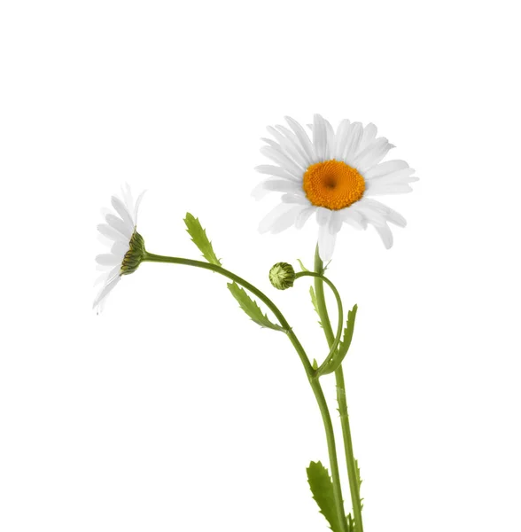 Mooie kamille bloemen — Stockfoto