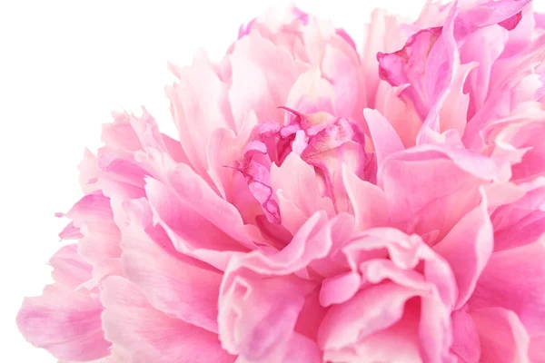 Linda flor de peônia — Fotografia de Stock